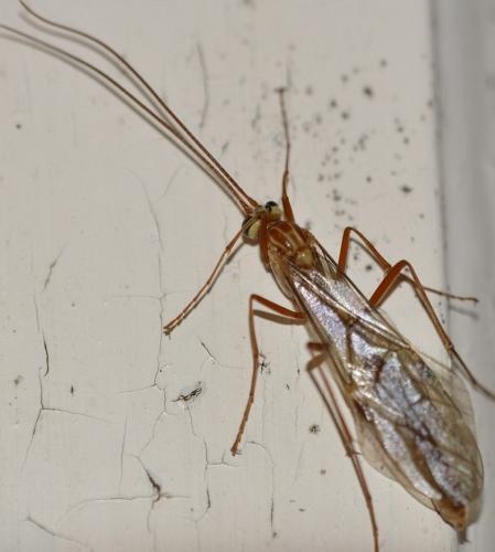 Réf. 220 242 : Ophion obscuratus